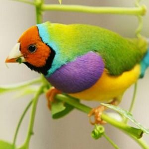 Meet your Posher, Marilyn